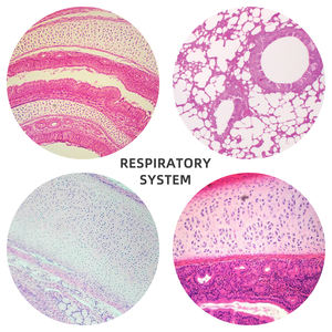 Sistem pernapasan geser trakea T.S. Paru Sec. Epiglottis Sagittal Sec. - Product Image 2