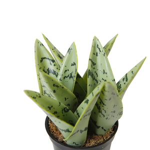 Plantes serpent artificielles de couleur verte, vente en gros, 300 CM, 14CM - Product Image 4