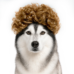 Divertida Peluca para Mascotas, Perros y Gatos, Peluca Afro de Doble Cola de Caballo, Accesorios de Disfraces para Fiestas, Halloween, Navidad, Cosplay - Product Image 3