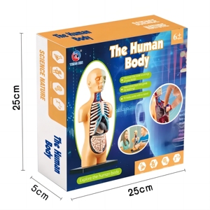 Enfants Lumières <span class=keywords><strong>Science</strong></span> <span class=keywords><strong>Et</strong></span> Éducation Organes Humains Assemblage Du <span class=keywords><strong>Corps</strong></span>, Jouets D'apprentissage Digestif Du <span class=keywords><strong>Corps</strong></span> <span class=keywords><strong>Humain</strong></span>, Jouets D'organes Humains - Product Image 6