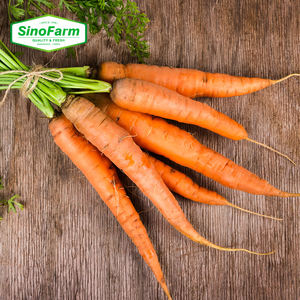 Çin taze organik havuç en çok satan sağlıklı sebze çiftlik en düşük fiyatlar - Product Image 2