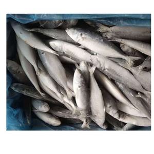 سمك الماكريل والماكريل المجمد من المحيط الهادئ بجودة عالية للبيع بالجملة سمك الماكريل الصبالي المجمد للبيع - Product Image 3
