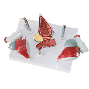 Nuevo Modelo Anatómico Patológico de Próstata para Enseñanza Médica, Sistema Reproductivo Masculino, Urología, Material Didáctico de Planificación Familiar - Product Image 4