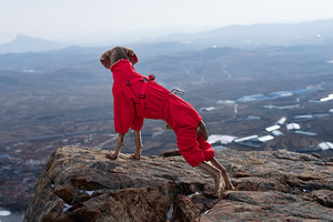 आउटडोर उपयोग के लिए कर्षण के साथ छोटे और मध्यम कुत्ते ठोस जलरोधी परावर्तक इंद्रधनुष-सभी मौसमों इंग्लैंड डिजाइन - Product Image 3