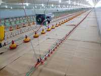 Machine d'alimentation de poulet automatique complète de ferme avicole de conception avancée