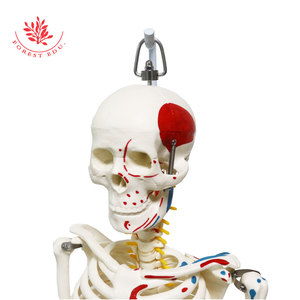Modèle de squelette humain 85 cm, demi-corps coloré avec origines et terminaisons musculaires, suspendu à un support en acier, pour démonstration pédagogique - Product Image 3