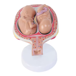 Y Tế Khoa Học Mô Hình Giải Phẫu PVC Mang Thai Khung Xương Chậu Với Bé Mô Hình Giải Phẫu Mỗi Tháng Phôi Mô Hình Phát Triển - Product Image 4
