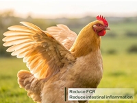 Probiotiques pour poulets de chair et poules pondeuses : Réduisent les excréments aqueux, l'inflammation intestinale et les odeurs (Poudre 10kg/sac)