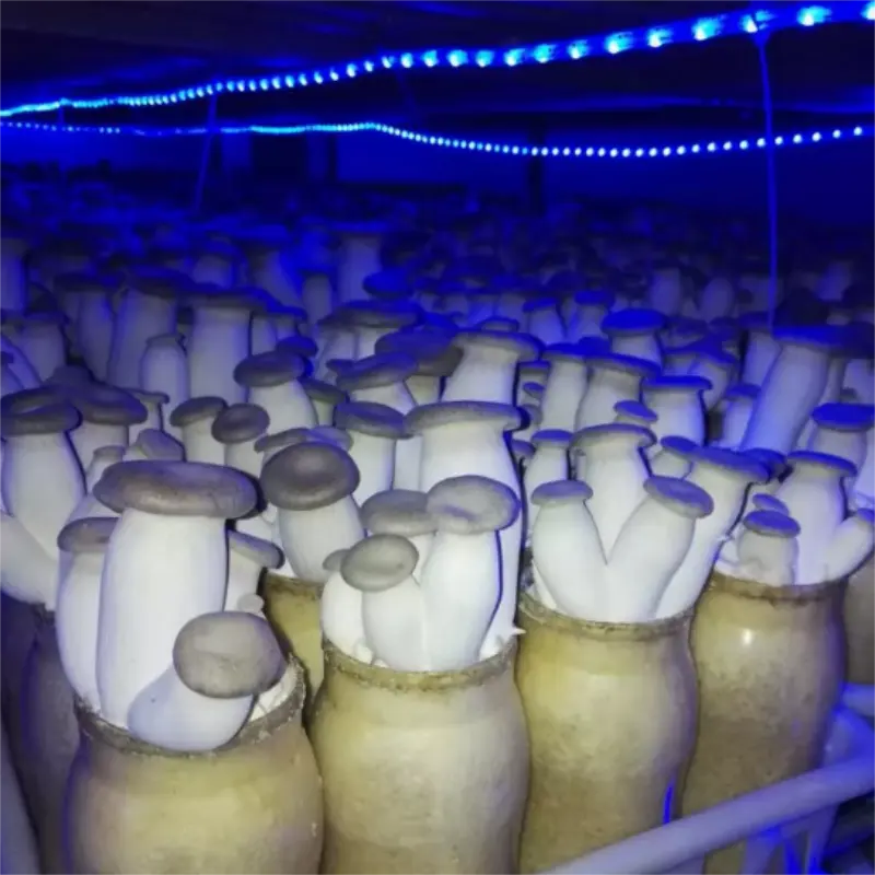 Chine Bouteille Pas Cher Cultiver Des Champignons D'huîtres Frais Trompette Roi