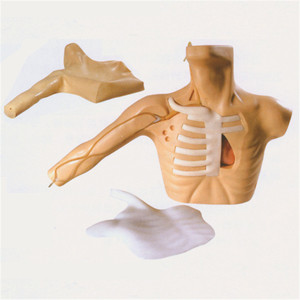 Modelo de Punción Periférica y Punción Venosa <span class=keywords><strong>Central</strong></span> para Canulación - Product Image 1