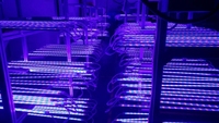 Meilleure vente uva uvb uvc 90cm/120cm de long 365nm 10w uv led barre de croissance pour plantes en croissance/floraison/floraison
