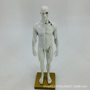 Modello di cranio da 30 cm per riferimento artistico, raffigurante mezzo busto, per anatomia muscoloscheletrica umana e disegno. - Product Image 3