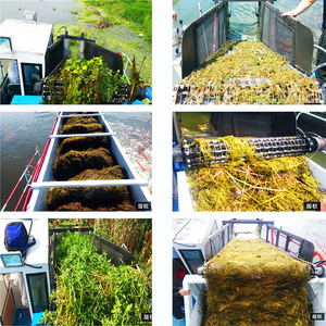 Plate-forme ponton à double convoyeur Récolteuse aquatique Élimination efficace de l'<span class=keywords><strong>eau</strong></span> <span class=keywords><strong>Laitue</strong></span> Tapis <span class=keywords><strong>d</strong></span>'algues Surface Moteur automatique Boîte de vitesses - Product Image 2