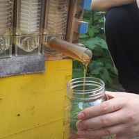 2 Ruches Super Brood Boxes pour Abeilles Golden Palace, Ruche à Flux Automatique Sans 7 Cadres de Flux Automatique