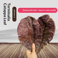 Daun Almond India untuk Akuarium, Penurun PH, Pengkondisi Air Antibakteri untuk Arowana, Ikan Cupang, Penyehat Warna, Ukuran 15-25cm