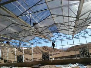 Agricoltura serra telaio comprare foglio di policarbonato serra per semi ortaggi ibrido pomodoro - Product Image 5