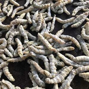 Alimento Ecológico para Mascotas SilkWorm, Proteína de Insectos, <span class=keywords><strong>Gusano</strong></span> de Seda Fresco Preservado - Product Image 3