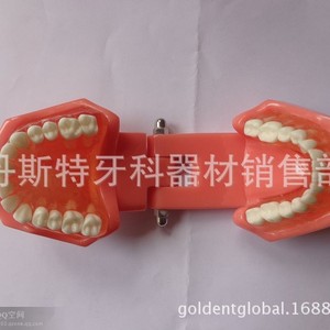 Modèle d'extraction dentaire Dt 7-1, modèle anatomique en silicone médical pour l'enseignement dentaire - Product Image 2