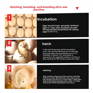 Nouveau <span class=keywords><strong>prix</strong></span> <span class=keywords><strong>d</strong></span>'usine 68-340 <span class=keywords><strong>Oeufs</strong></span> de poulet, de canard et <span class=keywords><strong>d</strong></span>'<span class=keywords><strong>oie</strong></span>, équipement <span class=keywords><strong>d</strong></span>'incubation intelligent multifonctionnel, taux <span class=keywords><strong>d</strong></span>'éclosion de 98% - Product Image 3