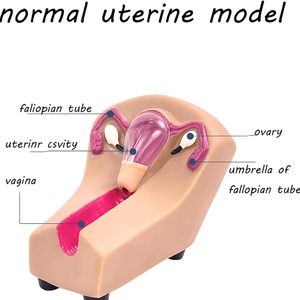 Giảng dạy mô hình thiết bị tránh thai trong tử cung nữ và mô hình đào tạo với các cơ quan có thể tháo rời cho công cụ hiển thị học tập - Product Image 2