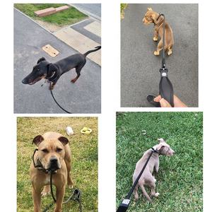 1 में 3 बहु कार्यात्मक OEM नायलॉन पर्ची पर्वत पर चढ़ाई कस्टम पालतू जानवर पी ठसाठस कॉलर लीड पर्ची प्रशिक्षण चमड़ा रस्सी कुत्ते पट्टा - Product Image 6