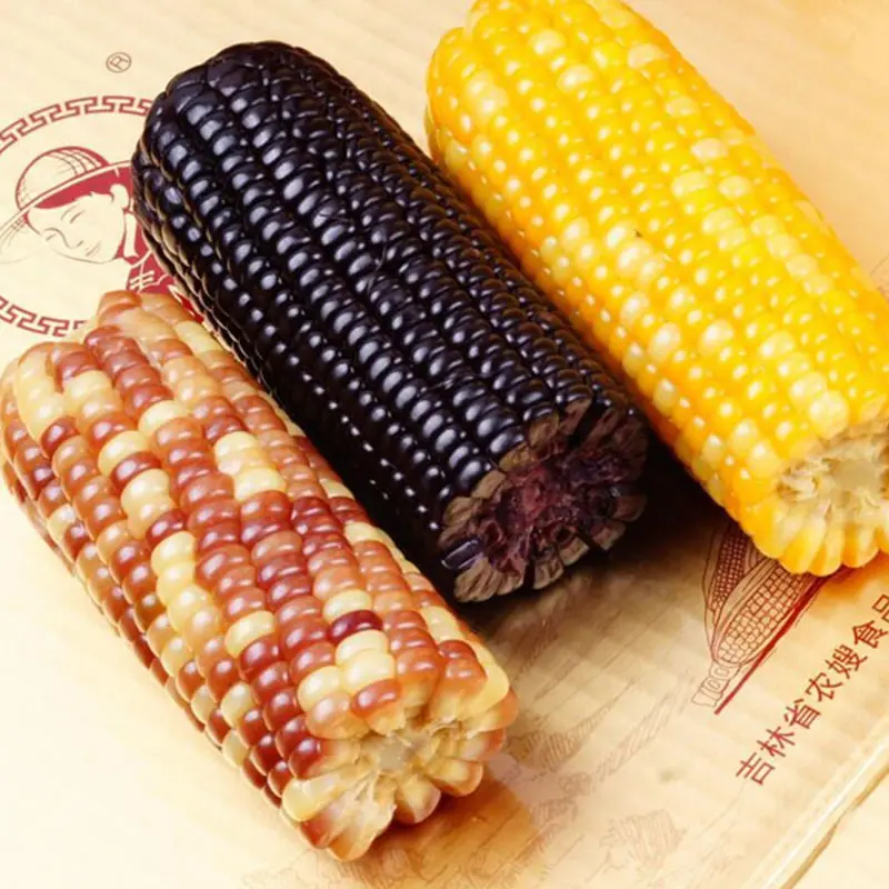 Yellow waxy corn double cob healthy sticky vegetable vacuum packed corn for soup