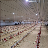 Équipement d'élevage avicole à domicile à faible coût |   Système de Sol Élevé en Acier Galvanisé pour Poulets et Cailles