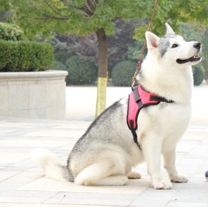 Trasportino Estivo Classico in Rete Solida per Cani da Equitazione - Tracolla Regolabile per Cani di Taglia Media/Grande, Traspirante - Product Image 1