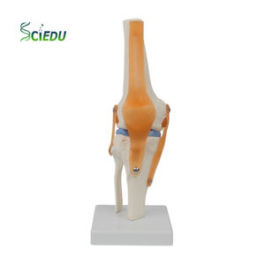 Modelo funcional de articulación de rodilla con ligamento <span class=keywords><strong>cruzado</strong></span> flexible <span class=keywords><strong>Menisco</strong></span> Modelo de anatomía humana Modelo esquelético de articulación de rodilla flexible - Product Image 1