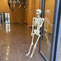Squelette d'Halloween de simulation humaine, accessoires de décoration pour fête d'horreur, squelette d'horreur, enseignement de l'anatomie humaine