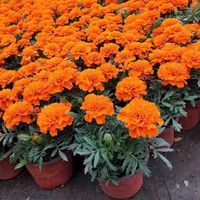 Extrait de marigold de qualité alimentaire, poudre pure avec zéaxanthine, en emballage en fût