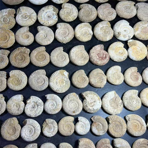 <span class=keywords><strong>Cristalli</strong></span> Minerali Jiangsu Sisterstone all'Ingrosso, Pietre Curative, Fossili di Ammonite Marrone in Vendita, REIKI - Product Image 1