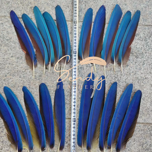 <span class=keywords><strong>Plumas</strong></span> <span class=keywords><strong>de</strong></span> Faisán Naturales para Confección <span class=keywords><strong>de</strong></span> Disfraces <span class=keywords><strong>de</strong></span> <span class=keywords><strong>Carnaval</strong></span>, <span class=keywords><strong>Plumas</strong></span> <span class=keywords><strong>de</strong></span> Loro 20-25cm 30-35cm, Tocado Azul para la Cabeza y Mochila <span class=keywords><strong>de</strong></span> Baile - Product Image 3