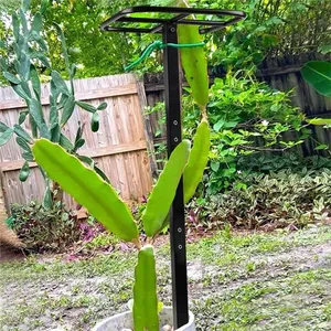 <span class=keywords><strong>Enrejado</strong></span> <span class=keywords><strong>para</strong></span> plantas trepadoras, <span class=keywords><strong>enrejado</strong></span> de plantas, torre de fruta de dragón, poste de escalada <span class=keywords><strong>para</strong></span> jardín de vegetales, hogar, <span class=keywords><strong>Patio</strong></span> interior y exterior - Product Image 5