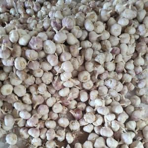 Produttori di aglio fresco normale aglio bianco in confezione sfusa - Product Image 6