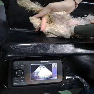 AMAIN mesin pemindai ultrasonik dokter hewan, diagnostik <span class=keywords><strong>Ultrasound</strong></span> <span class=keywords><strong>Probe</strong></span> kehamilan portabel dapat digunakan kembali untuk penggunaan anjing dan hewan peliharaan - Product Image 3