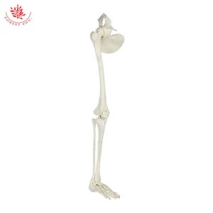 Hueso del miembro <span class=keywords><strong>inferior</strong></span> del pie, Tbiofibula, fémur con modelo de pierna de cadera, <span class=keywords><strong>esqueleto</strong></span> <span class=keywords><strong>humano</strong></span> colgante - Product Image 3