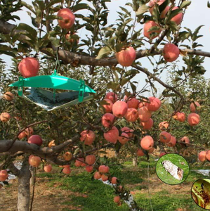 Lure phéromone sexuelle non toxique pour le sciaride du pomme (Cydia Pomonella) – Attractant de surveillance des ravageurs – Contrôle naturel des parasites - Product Image 6