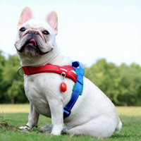 Harnais réfléchissant en forme de T pour chien, anti-traction, en nylon élargi, avec poignée en néoprène, pour bouledogues français, chiens de taille moyenne et grande, tendance