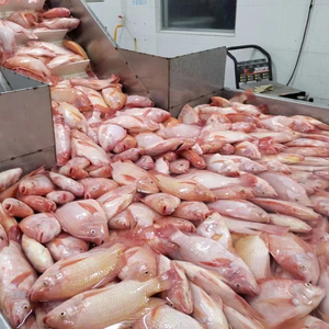 Tilapia roja de pescado vivo al por mayor tilapia roja redonda entera congelada - Product Image 6