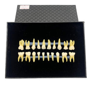 Dimostrazione della pratica dello studente della fossa e della fessura con un modello di sostituzione dei denti per bambini <span class=keywords><strong>a</strong></span> due colori - Product Image 1