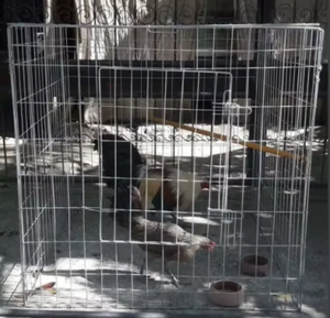 Cage galvanisée pour volailles de combat 60cm×60cm×60cm, enclos en fil soudé pour poulets de combat, cage d'élevage carrée pour volailles - Product Image 3