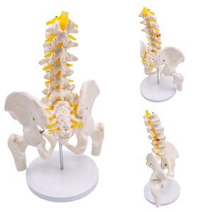 5-Pelvis Cut <span class=keywords><strong>Femur</strong></span> kemikleri ile lomber vertebra modeli sinirler 24x20x30cm tıbbi bilim için insan iskelet modeli - Product Image 3