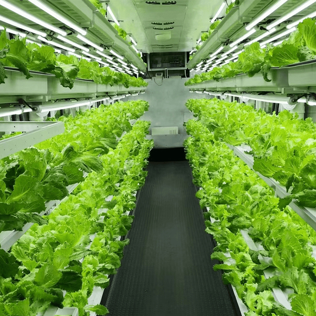 High Yield Vertical Hydroponic Growing Container with LED Grow Lights and Precise Humidity Control for Plant Factory