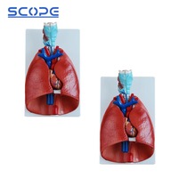 Anatomie Modèle d'enseignement médical Mannequin SC-A1072 Gorge Coeur Poumon Modèle