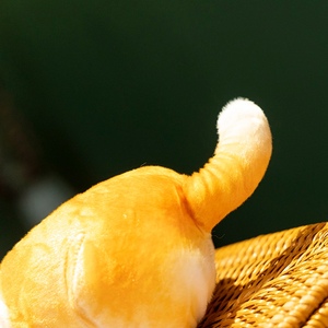 Toptan Kawaii dolması köpek oyuncak küçük yumuşak Plushies köpek dolması hayvan Pug Bulldog Schnauzer Husky peluş köpek oyuncaklar - Product Image 5