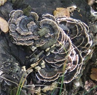 Ekstrak Jamur Turkey Tail Bubuk Polisakarida Trametes Versicolor untuk Suplemen Kesehatan