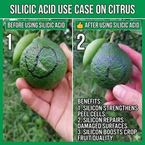 Engrais organique à base d'acide silicique stabilisé, favorisant la santé des plantes pour toutes les cultures, améliore la résistance au stress et augmente le rendement. - Product Image 3