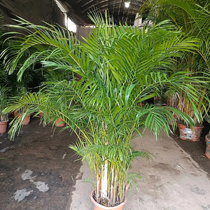 Palmier <span class=keywords><strong>Areca</strong></span> <span class=keywords><strong>Dypsis</strong></span> Lutescens, Variétés Mixtes, Diverses Tailles, Tropical, Écologique, Fait Main, Décoration de Remise de Diplôme, Noël, Intérieur/Extérieur - Product Image 1