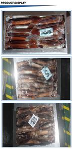 Calamar Illex Congelado de Origen Argentino de Nueva <span class=keywords><strong>Temporada</strong></span>, Calamar Illex Congelado Entero Capturado con Pesca de Palangre - Product Image 6